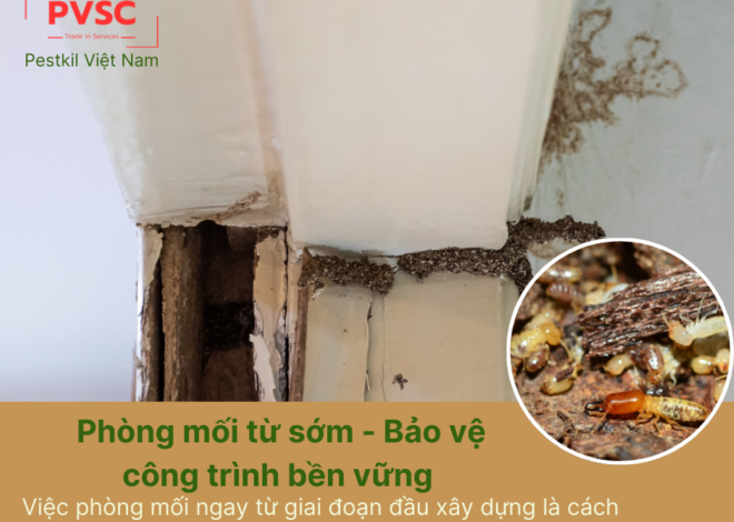 Có nên phòng mối cho công trình xây mới không?