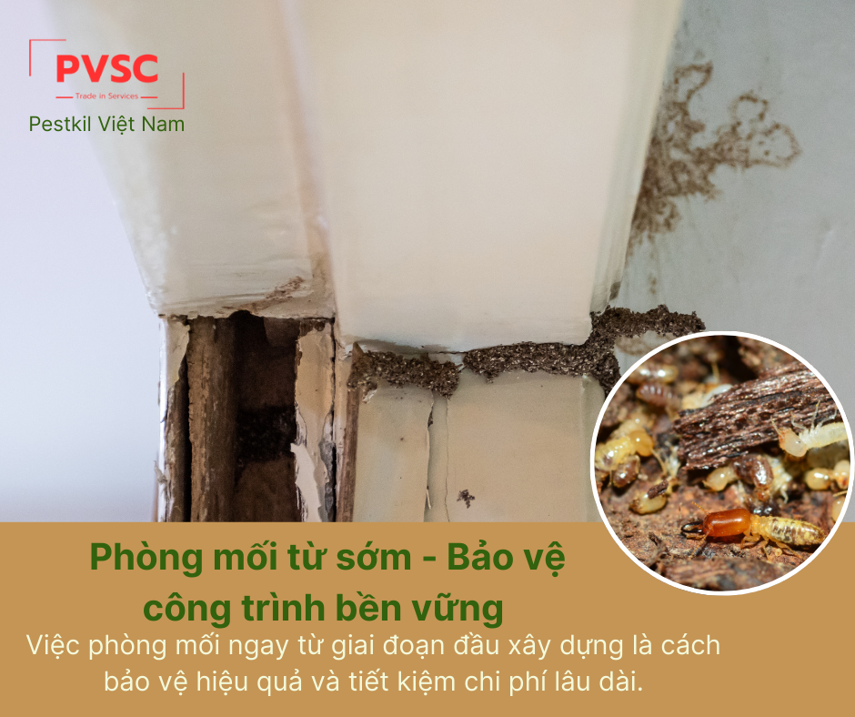 Có nên phòng mối cho công trình xây mới không?