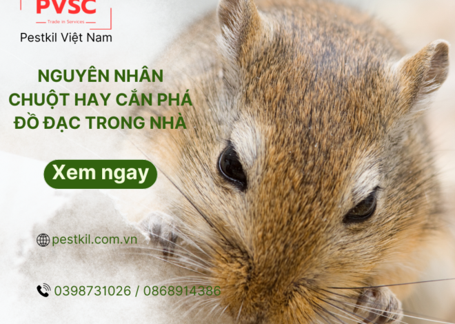 Tại sao chuột thường phá hoại đồ đạc trong  nhà?