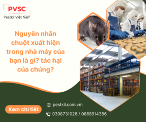 Tại sao chuột có trong nhà máy? Tác hại của chúng