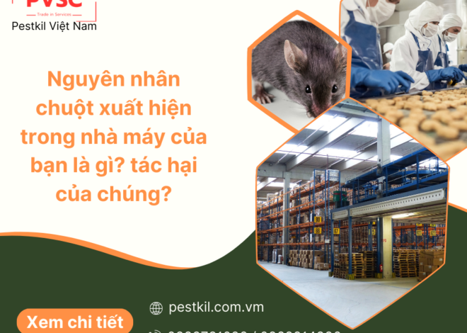 Tại sao chuột có trong nhà máy? Tác hại của chúng