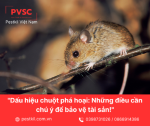 Dấu hiệu của chuột và cách chọn dịch vụ diệt chuột uy tín