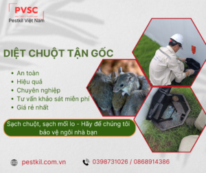 Dịch vụ diệt chuột hiệu quả – Công ty diệt chuột  PVSC