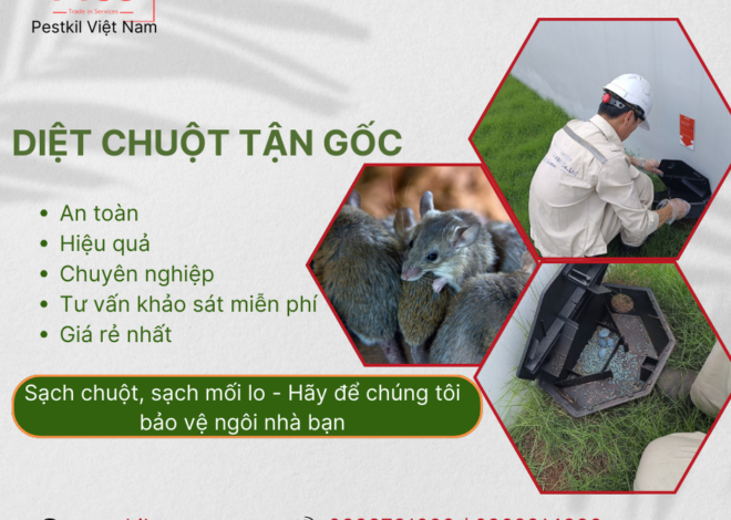 Dịch vụ diệt chuột hiệu quả – Công ty diệt chuột  PVSC