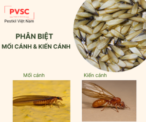 Mối cánh và kiến cánh: Sự khác nhau và cách xử lý