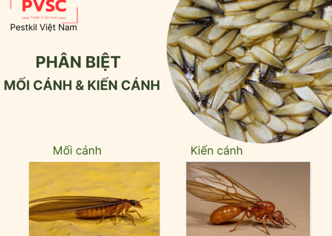 Mối cánh và kiến cánh: Sự khác nhau và cách xử lý