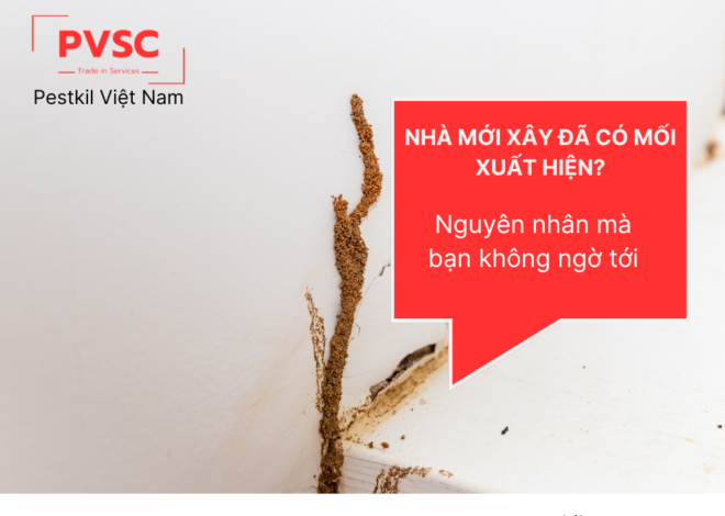 Tại sao nhà mới xây đã xuất hiện dấu hiệu của mối?