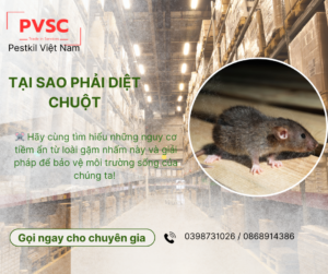 Tại sao phải diệt chuột? PVSC Diệt chuột thần tốc , loại bỏ tận gốc