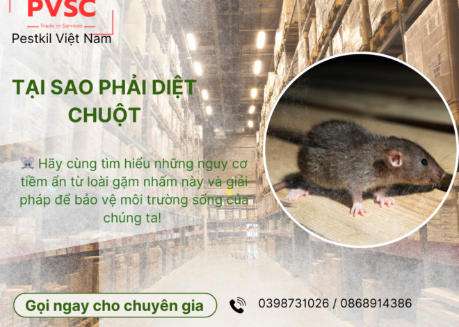 Tại sao phải diệt chuột? PVSC Diệt chuột thần tốc , loại bỏ tận gốc