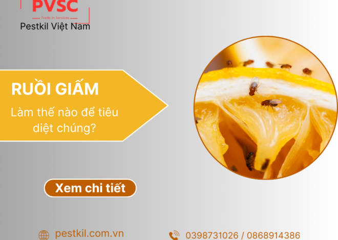 Ruồi giấm là gì? cách diệt ruồi giấm hiệu quả