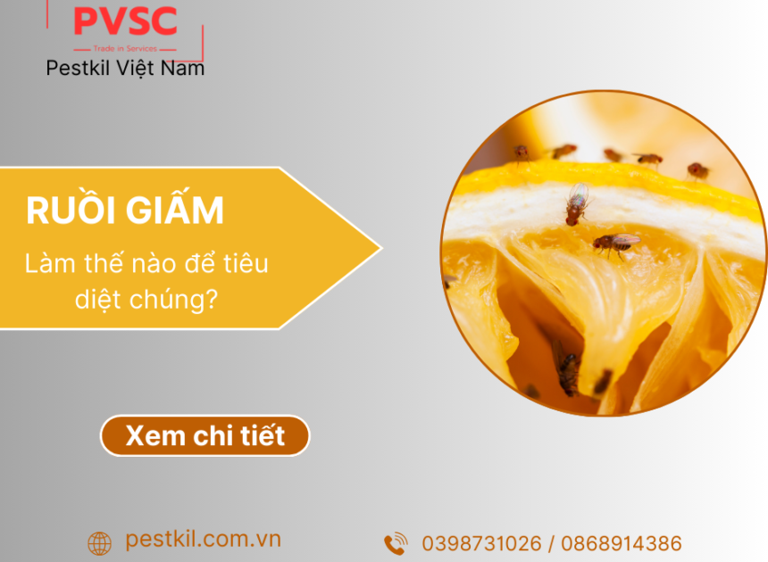 Ruồi giấm là gì? cách diệt ruồi giấm hiệu quả