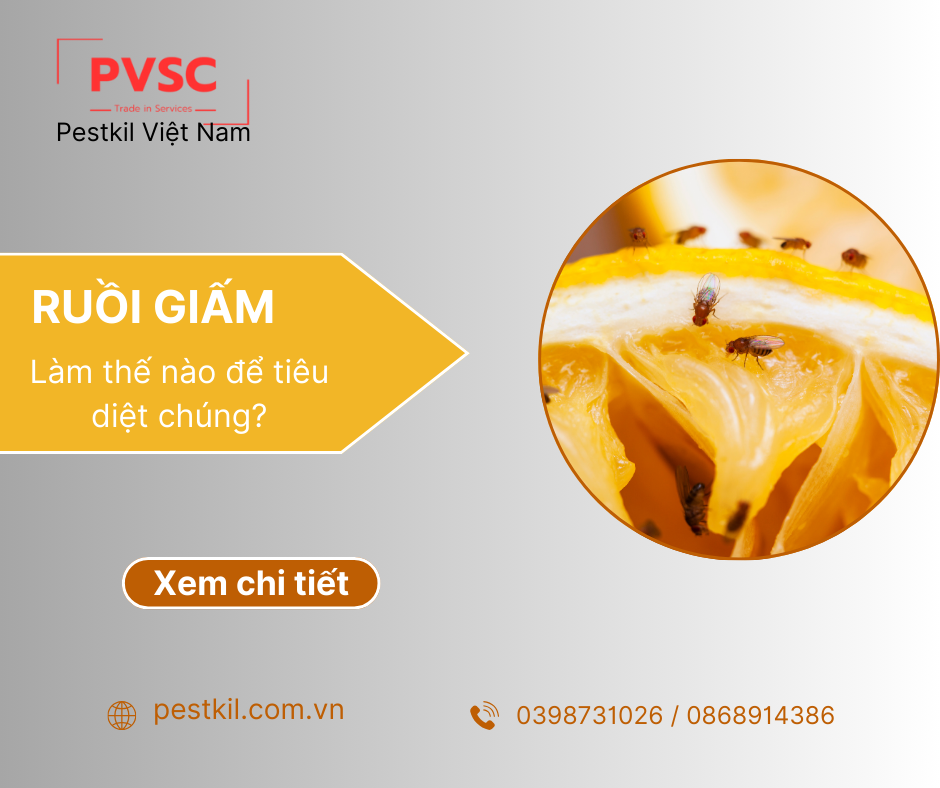 Ruồi giấm là gì? cách diệt ruồi giấm hiệu quả