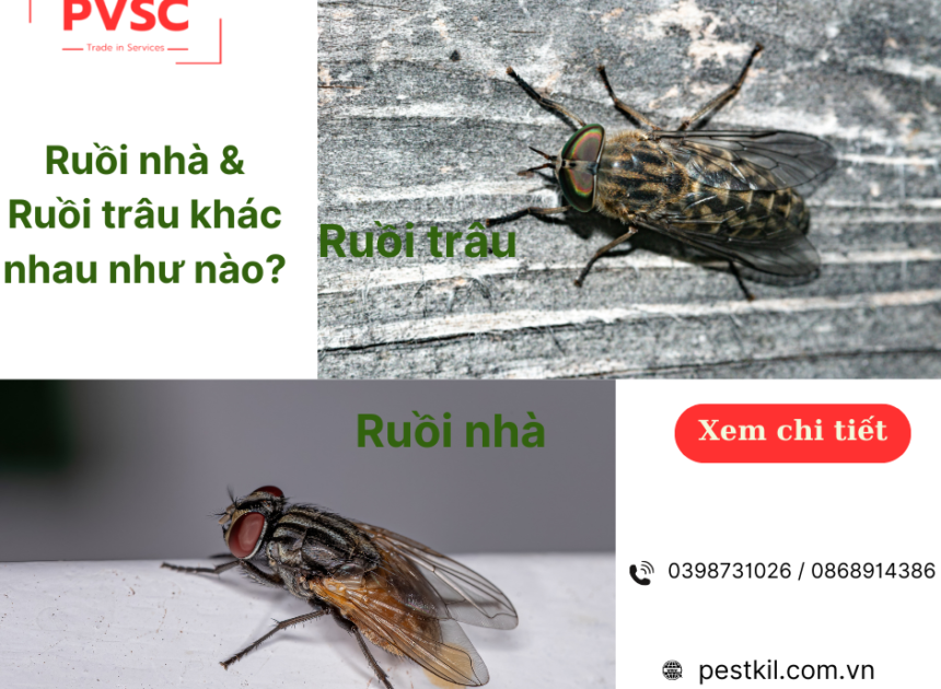 Ruồi nhà và ruồi trâu khác nhau như nào?, cách kiểm soát.