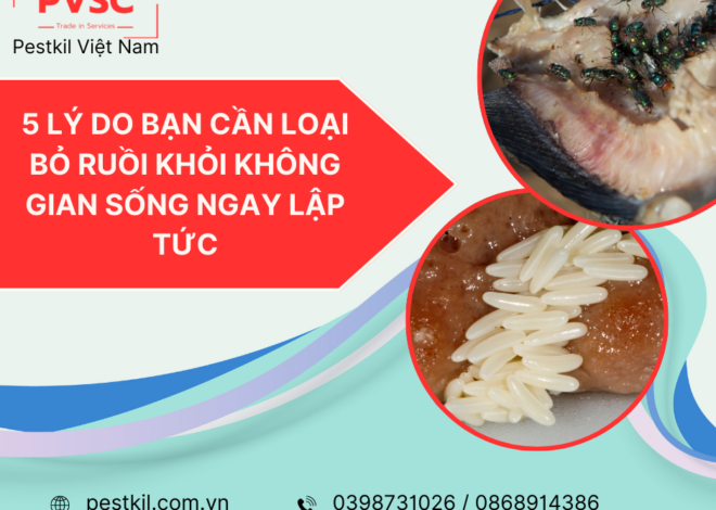 5 lý do bạn cần loại bỏ ruồi khỏi không gian sống ngay lập tức