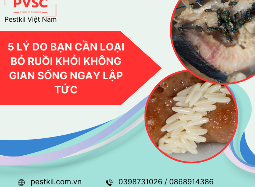 5 lý do bạn cần loại bỏ ruồi khỏi không gian sống ngay lập tức