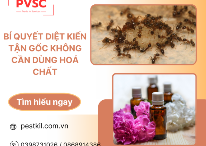 Bí quyết diệt kiến tận gốc không cần dùng hoá chất