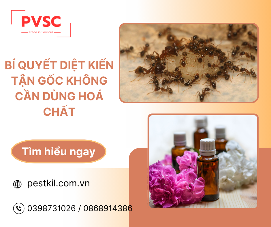 Bí quyết diệt kiến tận gốc không cần dùng hoá chất