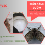 Cách diệt ruồi cánh bướm tối ưu cho doanh nghiệp