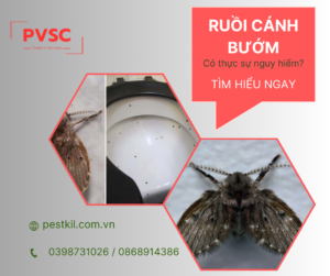 Cách diệt ruồi cánh bướm tối ưu cho doanh nghiệp