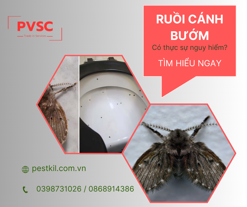 Cách diệt ruồi cánh bướm tối ưu cho doanh nghiệp