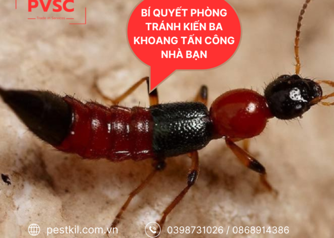 Bí quyết phòng ngừa kiến ba khoang tấn công nhà bạn