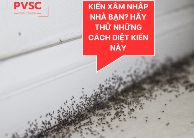 Kiến Xâm Nhập Nhà Bạn? Hãy Thử Những Cách Diệt Kiến Này