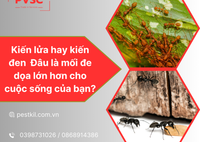 Kiến lửa và kiến đen : So sánh tác hại và cách tiêu diệt từng loài