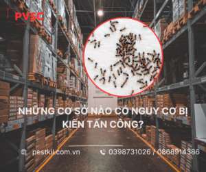 Những cơ sở nào có nguy cơ bị kiến tấn công và cần thuê dịch vụ diệt kiến