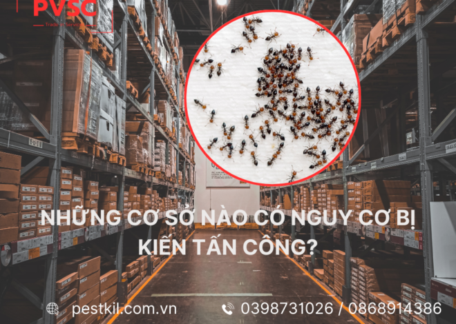 Những cơ sở nào có nguy cơ bị kiến tấn công và cần thuê dịch vụ diệt kiến