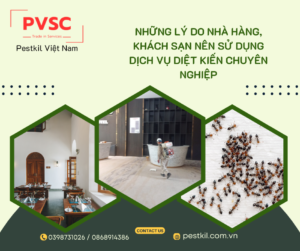 Tại sao nhà hàng khách sạn nên thuê dịch vụ diệt kiến định kỳ