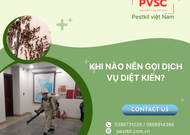 khi nào nên gọi dịch vụ diệt kiến chuyên nghiệp?