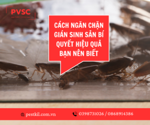 Gián sống được bao lâu ? Cách diệt gián hiệu quả