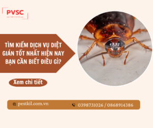 Dịch vụ diệt gián hiệu quả 99% – Công ty diệt gián PVSC