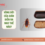 Vòng đời của gián, chi tiết về các giai đoạn phát triển của gián