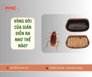 Vòng đời của gián, chi tiết về các giai đoạn phát triển của gián