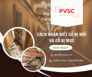 Cách nhận biết gỗ bị mối ăn và gỗ bị mục nát: Hướng dẫn chi tiết