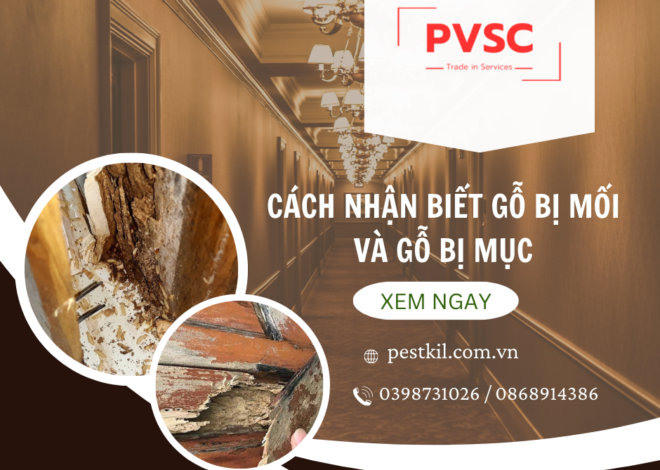 Cách nhận biết gỗ bị mối ăn và gỗ bị mục nát: Hướng dẫn chi tiết