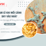 Mối cánh bay vào nhà : Nguy hiểm hay bình thường?