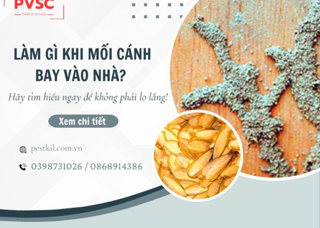 Mối cánh bay vào nhà : Nguy hiểm hay bình thường?