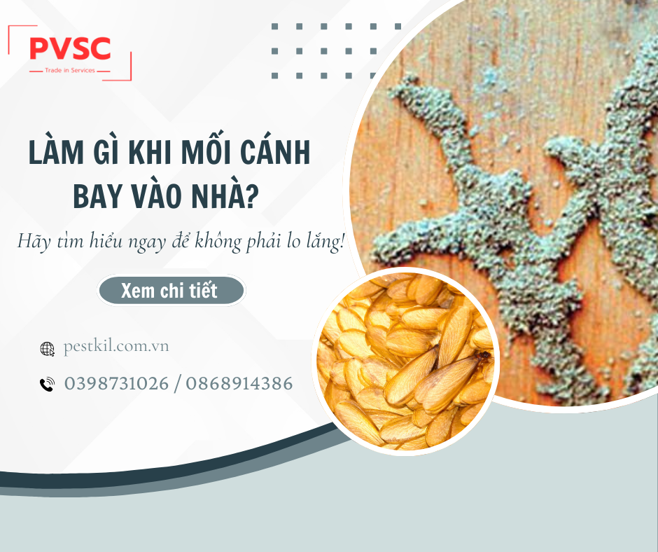 Mối cánh bay vào nhà : Nguy hiểm hay bình thường?