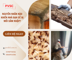 Nguyên nhân khiến nhà bạn dễ bị mối tấn công và giải pháp cụ thể