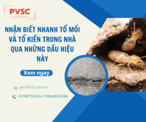 Cách phát hiện tổ mối và tổ kiến trong nhà điều bạn nên biết