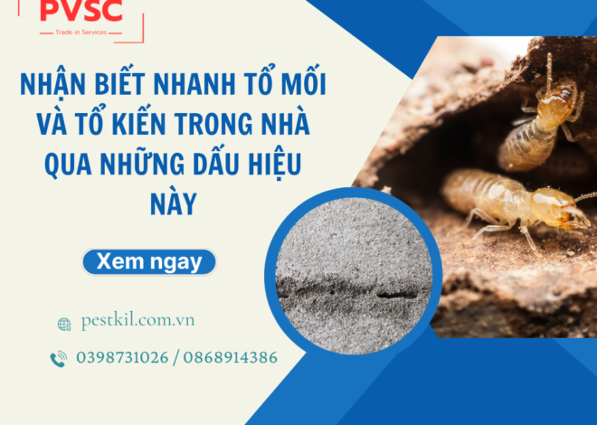 Cách phát hiện tổ mối và tổ kiến trong nhà điều bạn nên biết