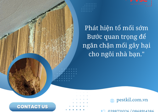 Hướng dẫn cách nhận biết tổ mối để bảo vệ ngôi nhà bạn