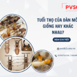 Mối sống được bao lâu? Những điều cần biết để diệt mối hiệu quả