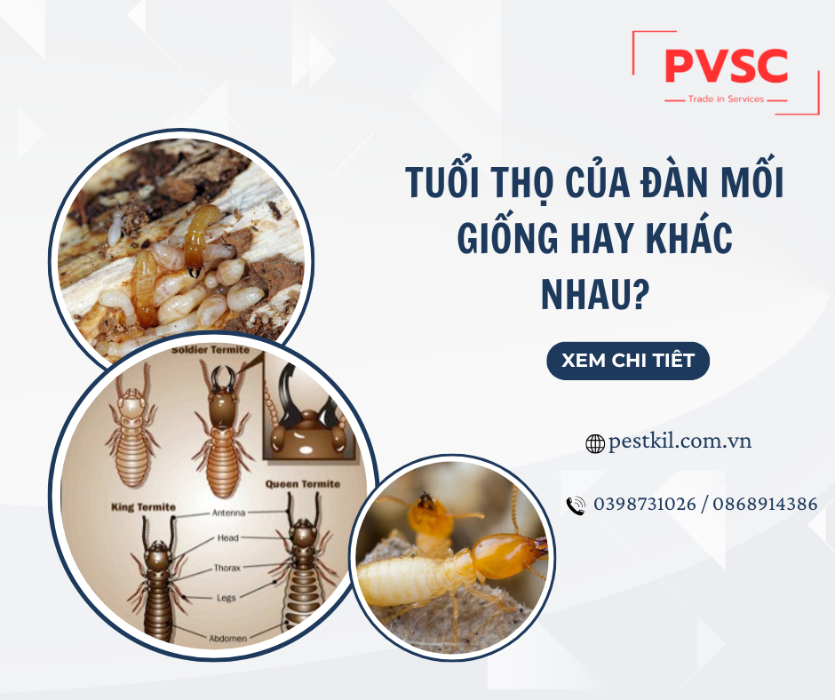 Mối sống được bao lâu? Những điều cần biết để diệt mối hiệu quả