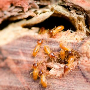 Giải pháp Xử lý Mối Tận Gốc: Khắc phục và Tránh Nguy Cơ Với Dịch Vụ Của PESTKIL Việt Nam