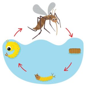 Vòng đời của muỗi, Yếu tố ảnh hưởng tới tuổi thọ, cách phòng tránh