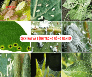 Kiểm soát dịch hại và bệnh trong nông nghiệp: Giải pháp then chốt để phát triển bền vững