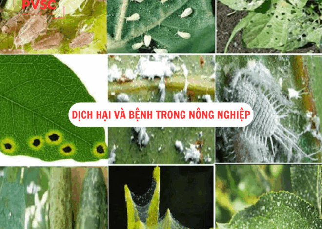 Kiểm soát dịch hại và bệnh trong nông nghiệp: Giải pháp then chốt để phát triển bền vững